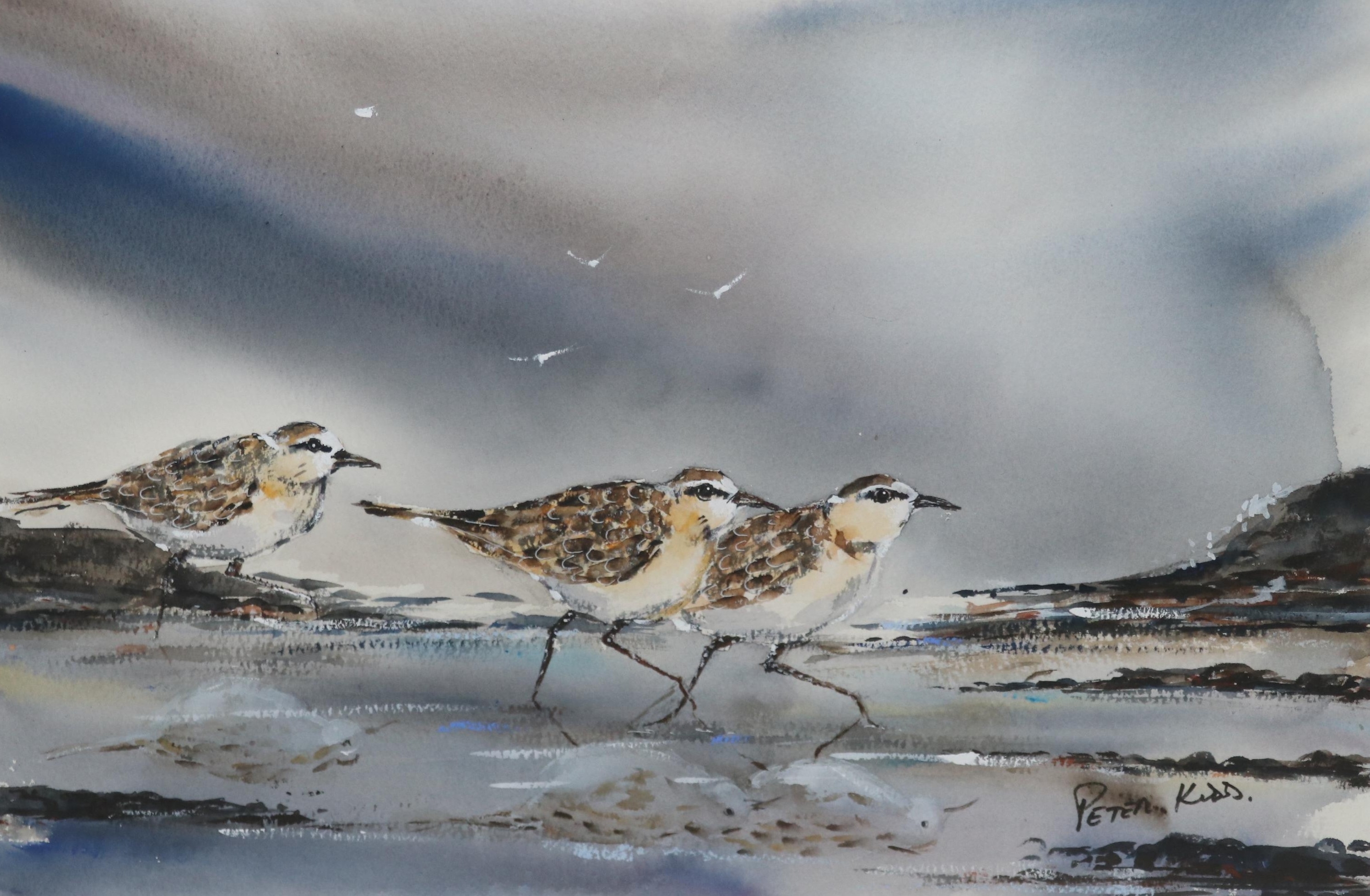 Artwork by Peter Kidd, White fronted plovers, Made of WATERCOLOUR