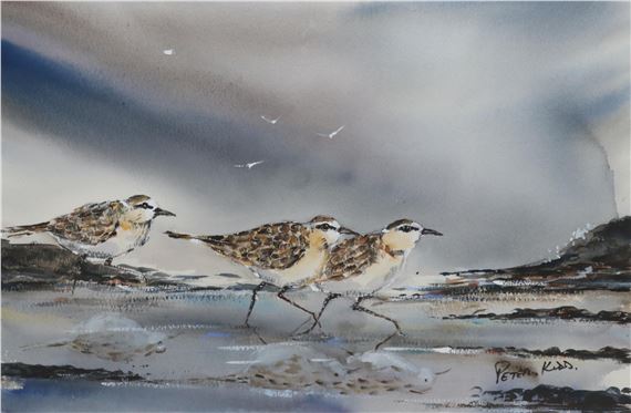 White fronted plovers - Peter Kidd