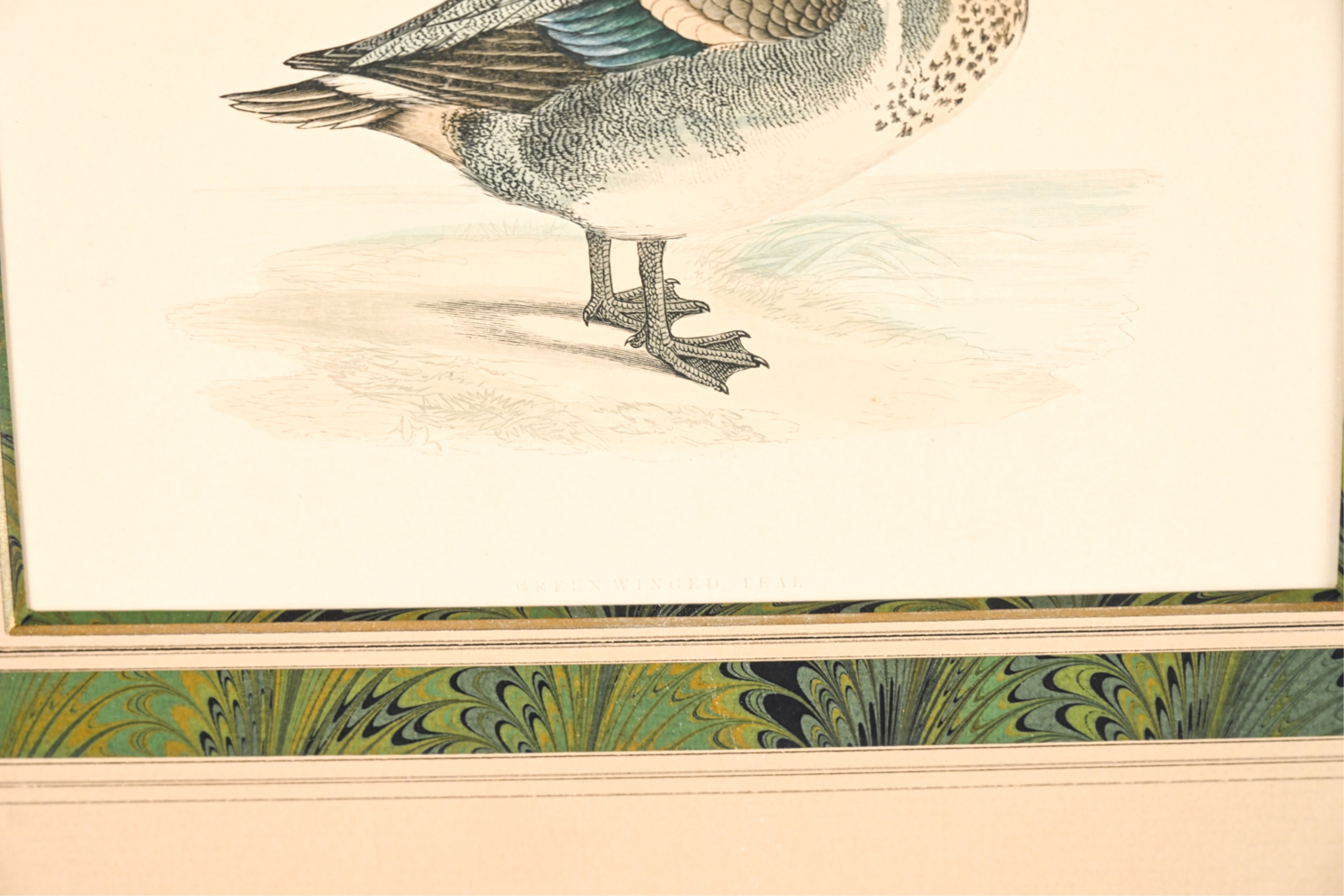 Artwork by Francis Orpen Morris, Wild Duck and Green-Winged Teal, Made of Hand colored engravings