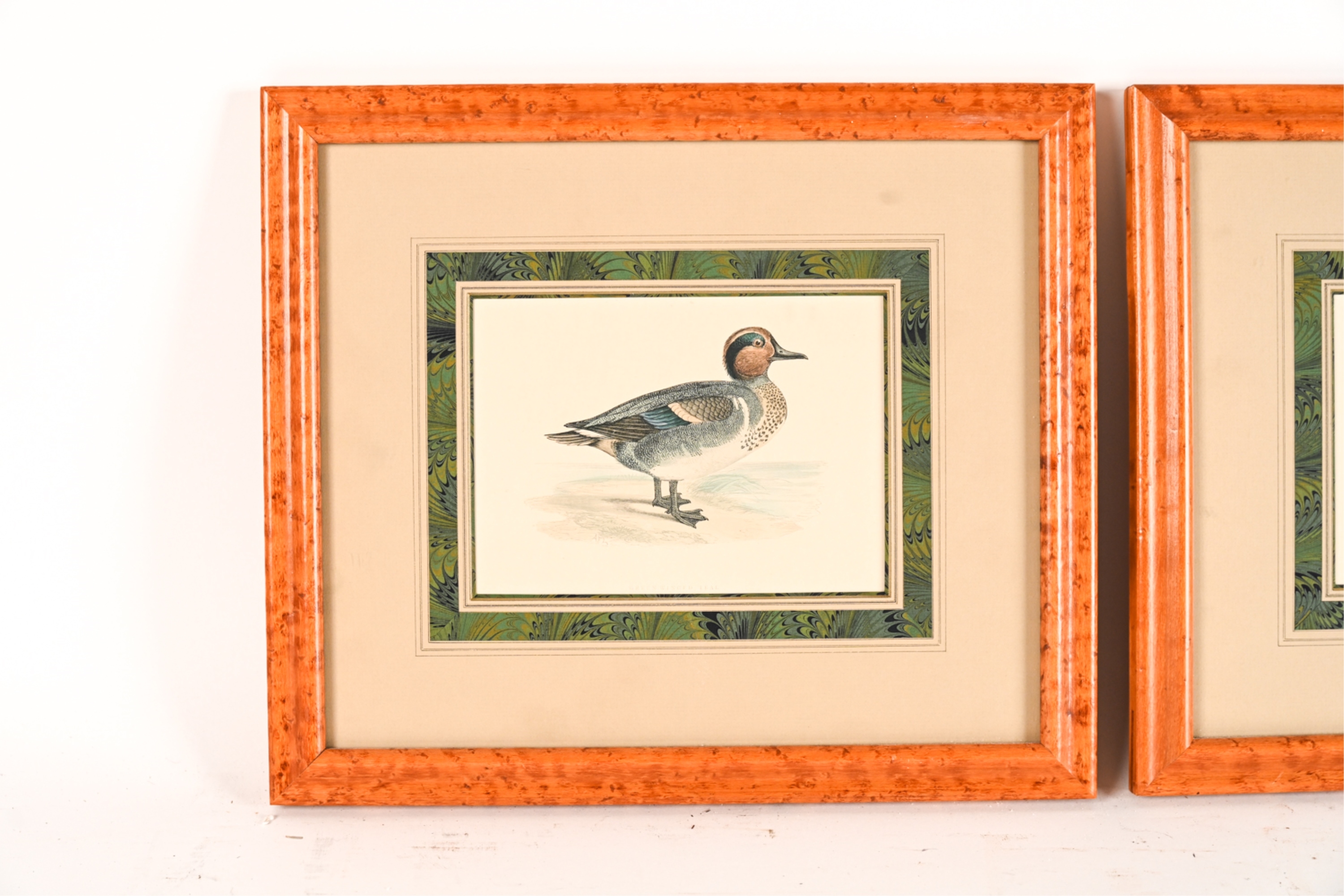 Artwork by Francis Orpen Morris, Wild Duck and Green-Winged Teal, Made of Hand colored engravings