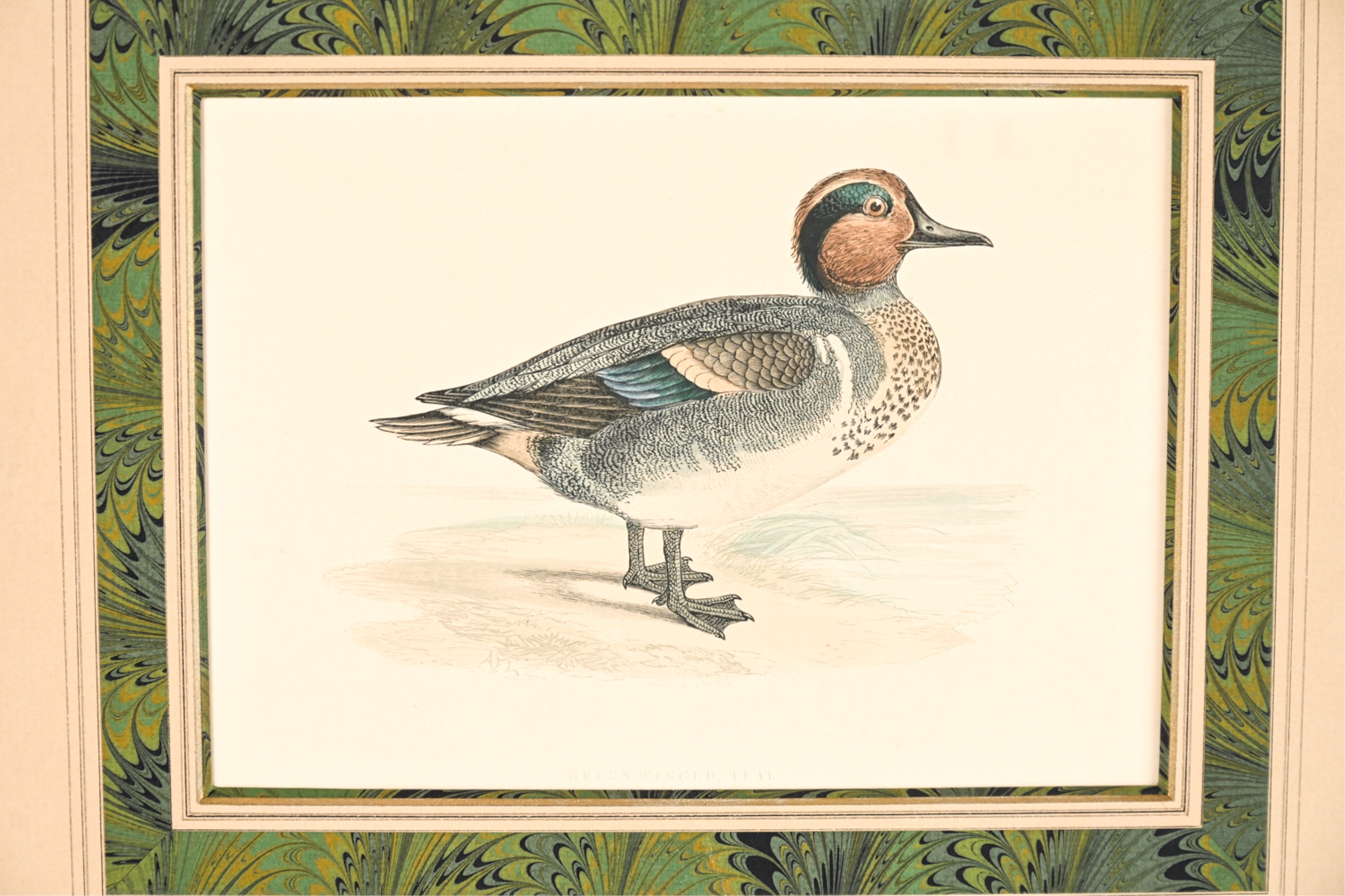 Artwork by Francis Orpen Morris, Wild Duck and Green-Winged Teal, Made of Hand colored engravings