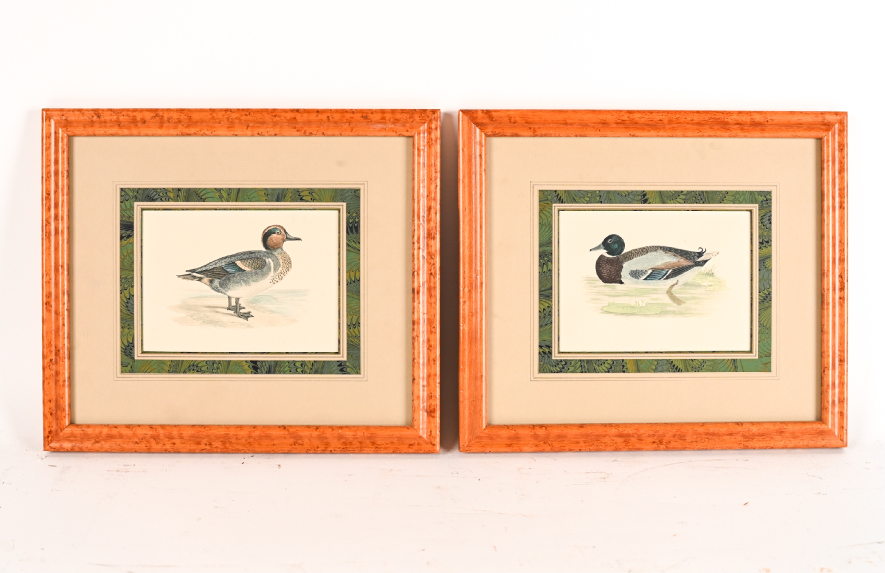 Artwork by Francis Orpen Morris, Wild Duck and Green-Winged Teal, Made of Hand colored engravings