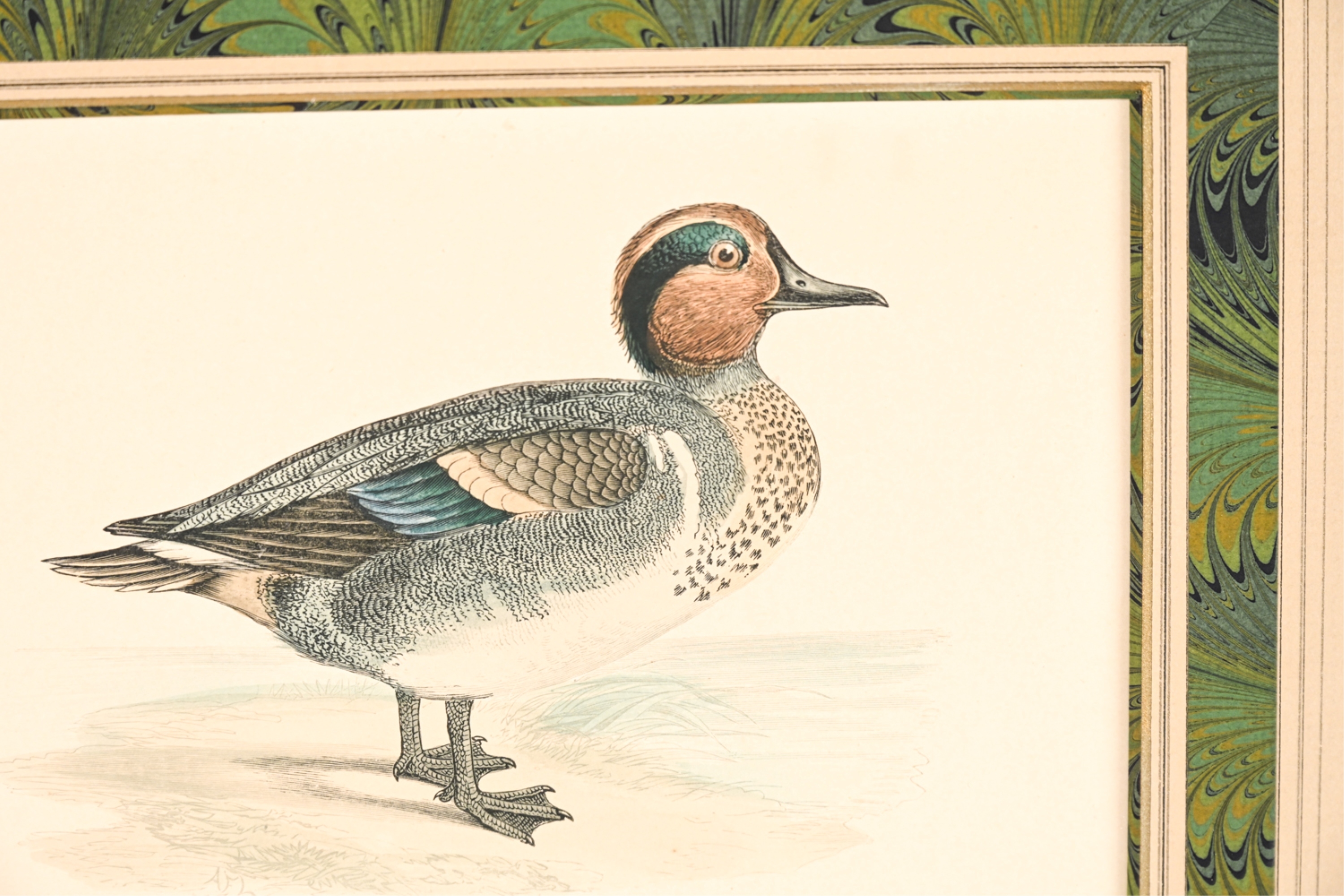 Artwork by Francis Orpen Morris, Wild Duck and Green-Winged Teal, Made of Hand colored engravings