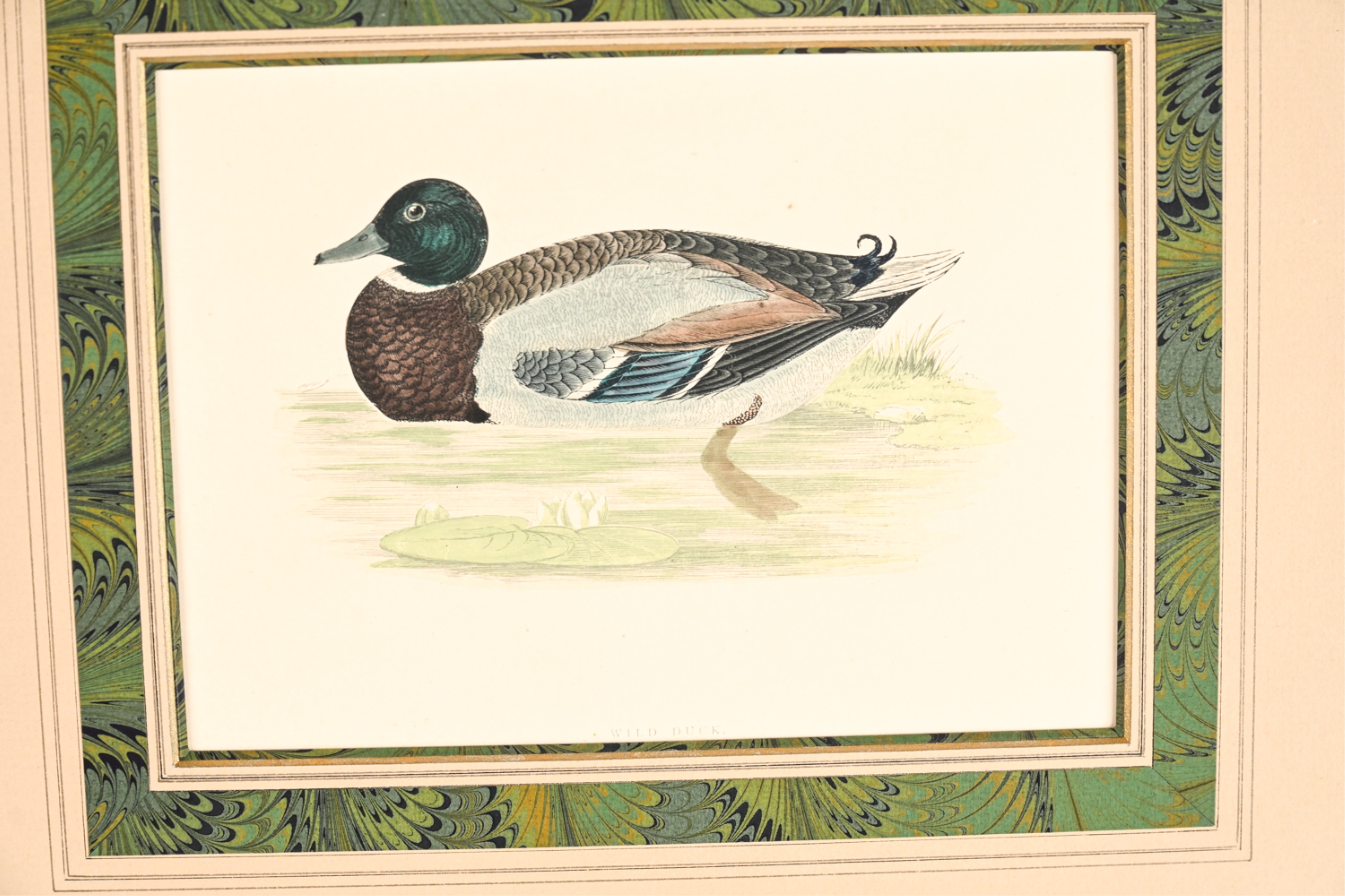 Artwork by Francis Orpen Morris, Wild Duck and Green-Winged Teal, Made of Hand colored engravings