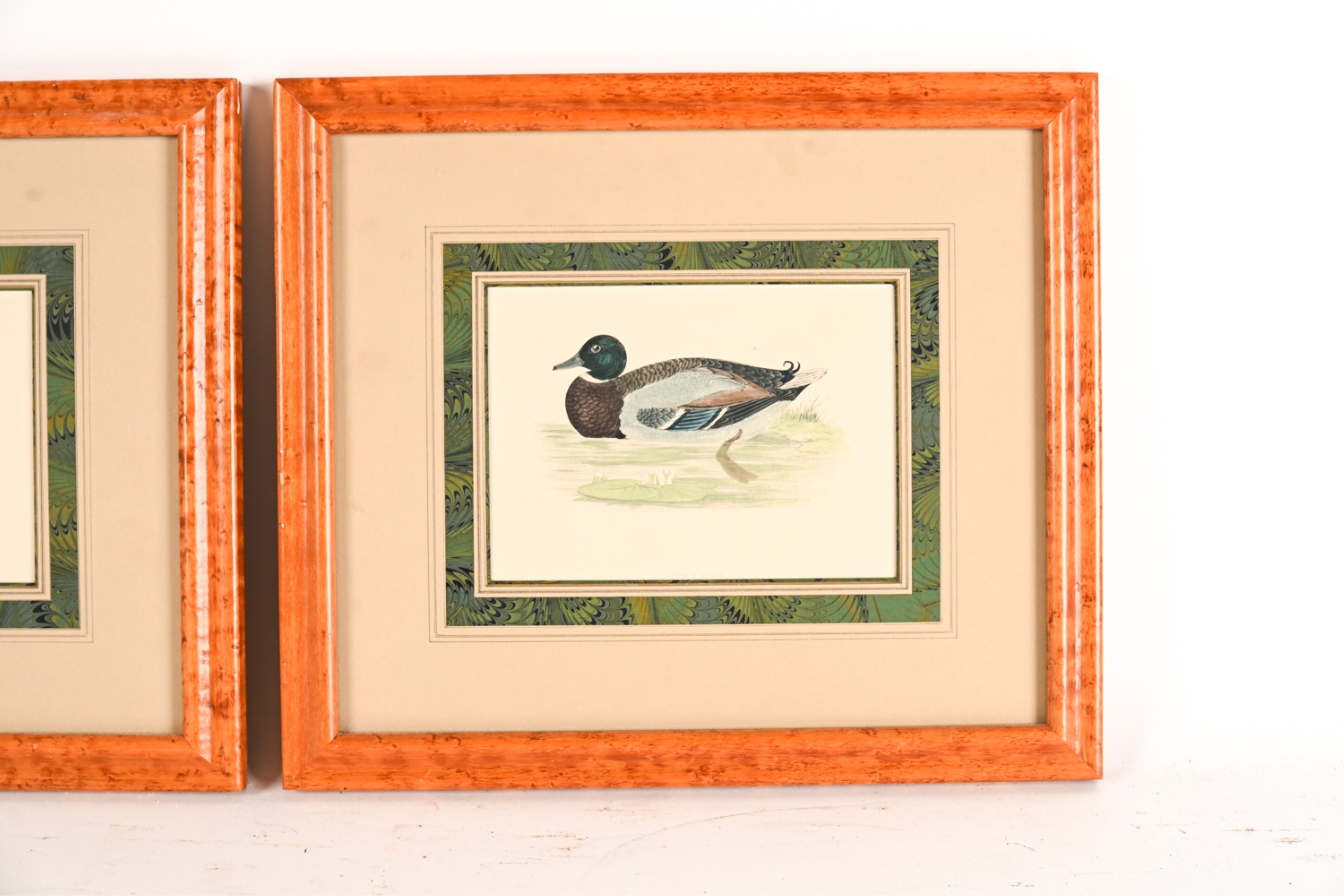Artwork by Francis Orpen Morris, Wild Duck and Green-Winged Teal, Made of Hand colored engravings