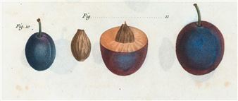 Silvina Der-Meguerditchian & Sonya Schönberger: Deeply rooted: Nature as an Archive and Medium of Memories - Galerie im Körnerpark