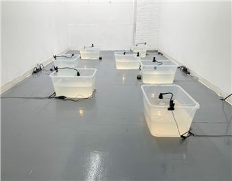 Kyoko Hamaguchi: Never Since - The Border Project Space