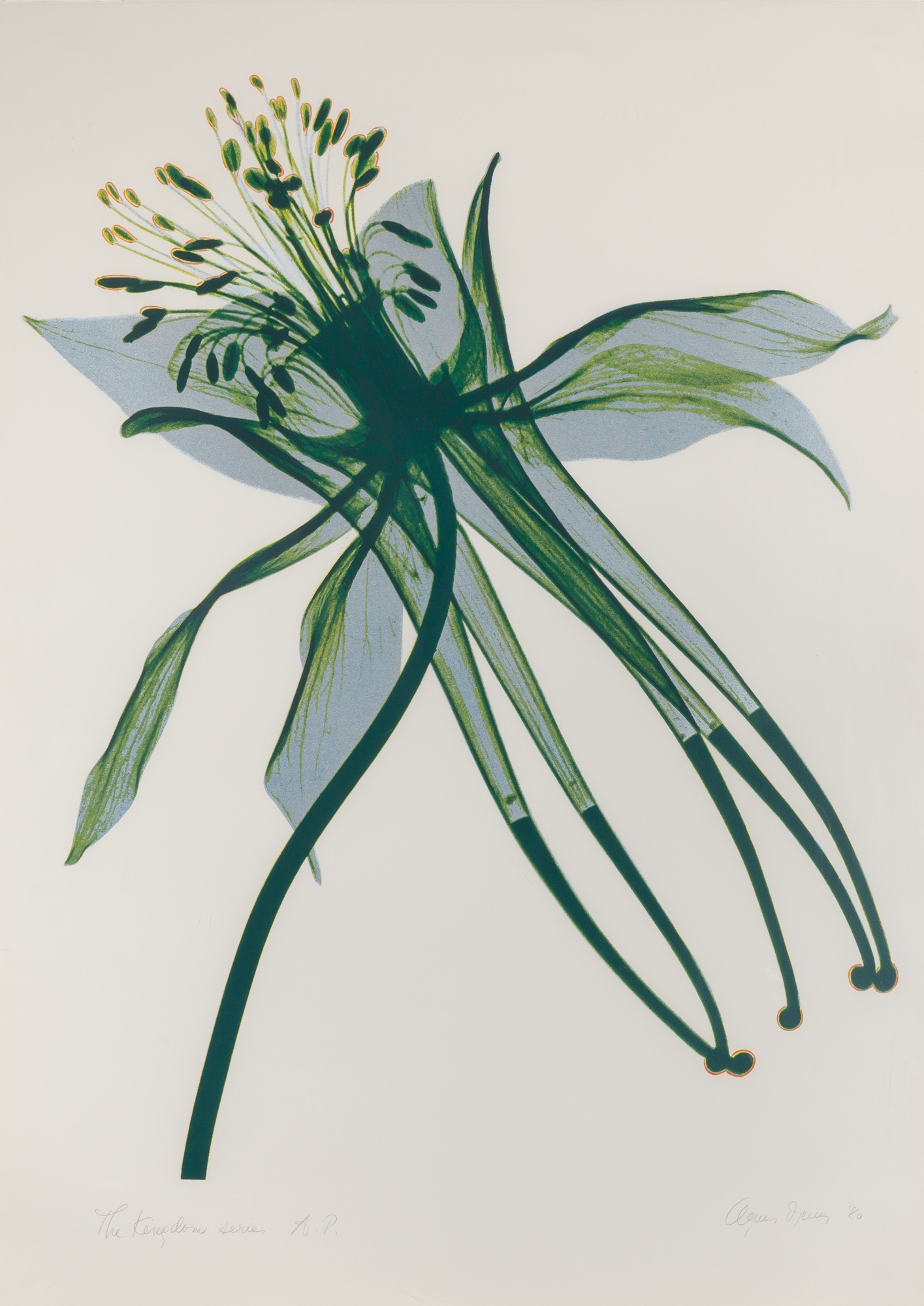 Artwork by Agnes Denes, [COLUMBINE], Made of Color lithograph and screenprint