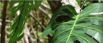 Johanna Binder: Ausflug ins Grüne - Bildraum 07