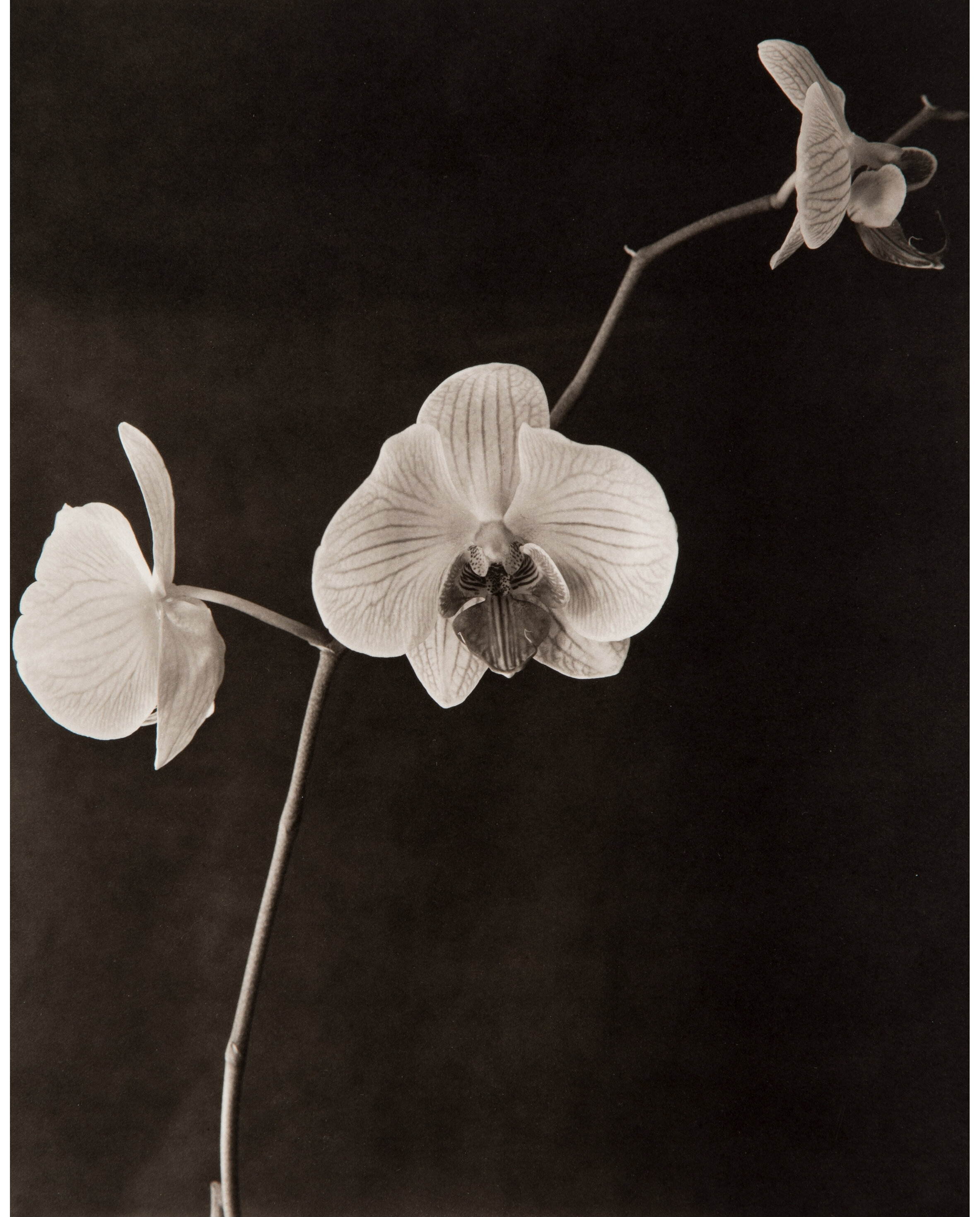 Bruce Rae | Untitled (Plant #7) | MutualArt