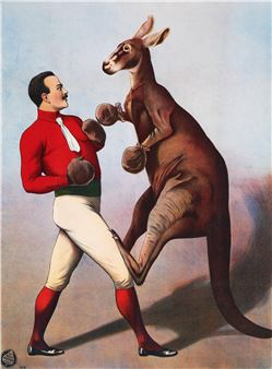 Boxing Kangaroo - Christian Bettels