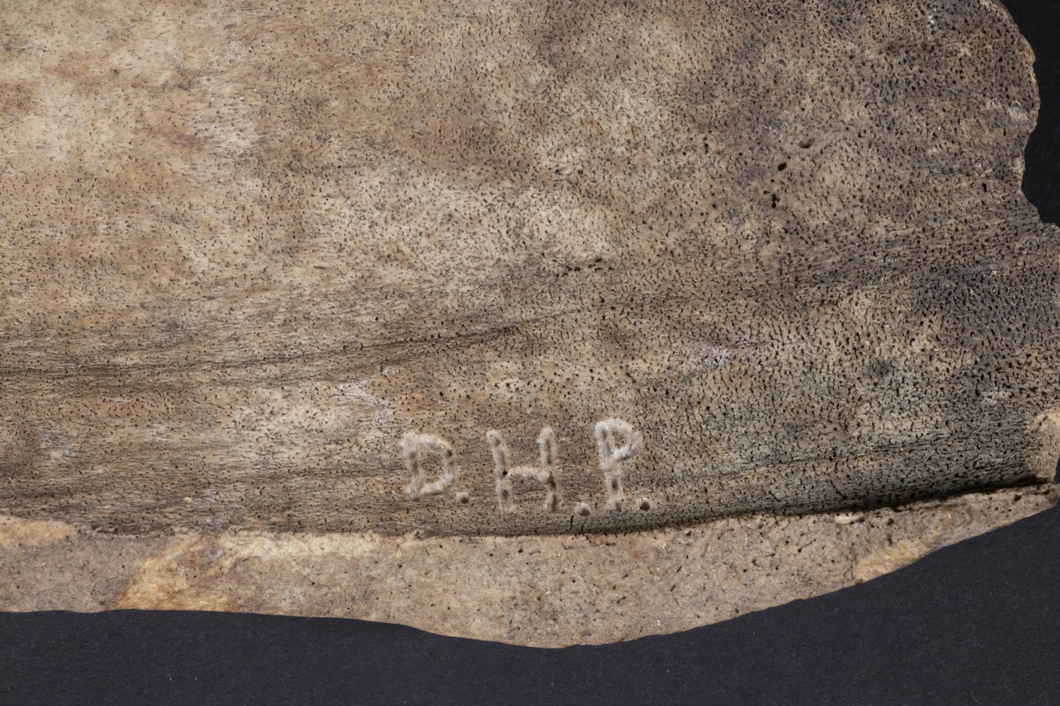 Dennis H. Pungowiyi INUIT CARVING OF HALIBUT FETISH MutualArt