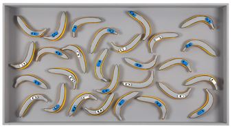 Bacteria culture - Marcin Berdyszak