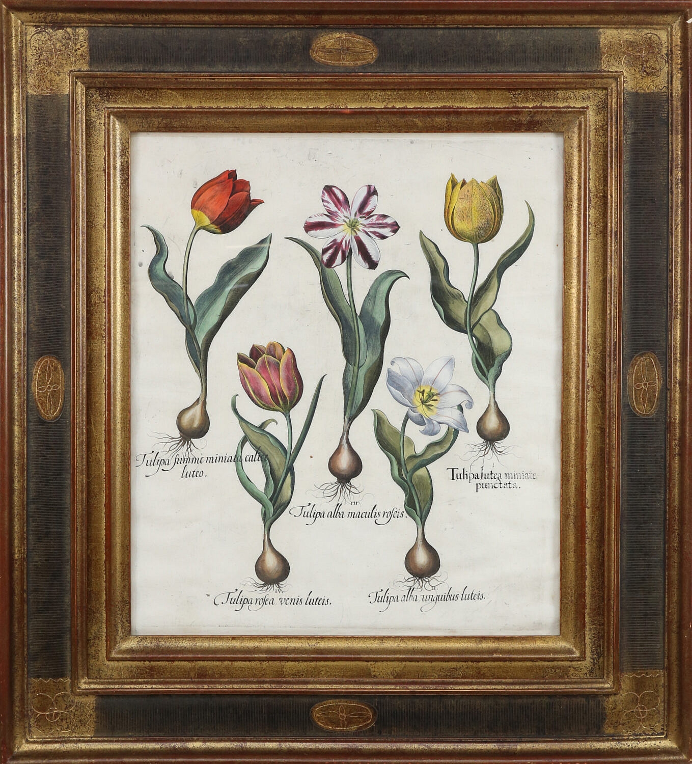 Botanical Tulips by Basilius Besler