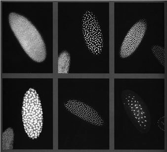 Karen Lofgren & Catherine Wagner: Micrographia - Gallery Luisotti