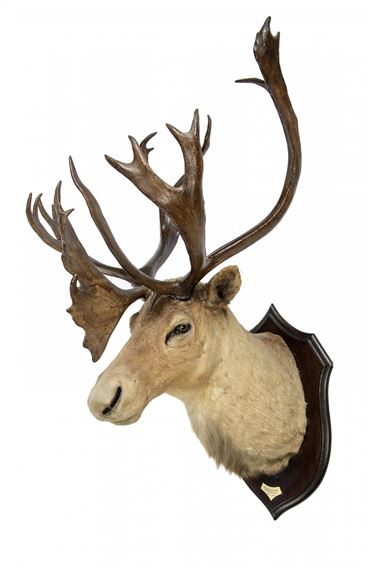 Rowland Ward | A massive Caribou trophy (1909) | MutualArt