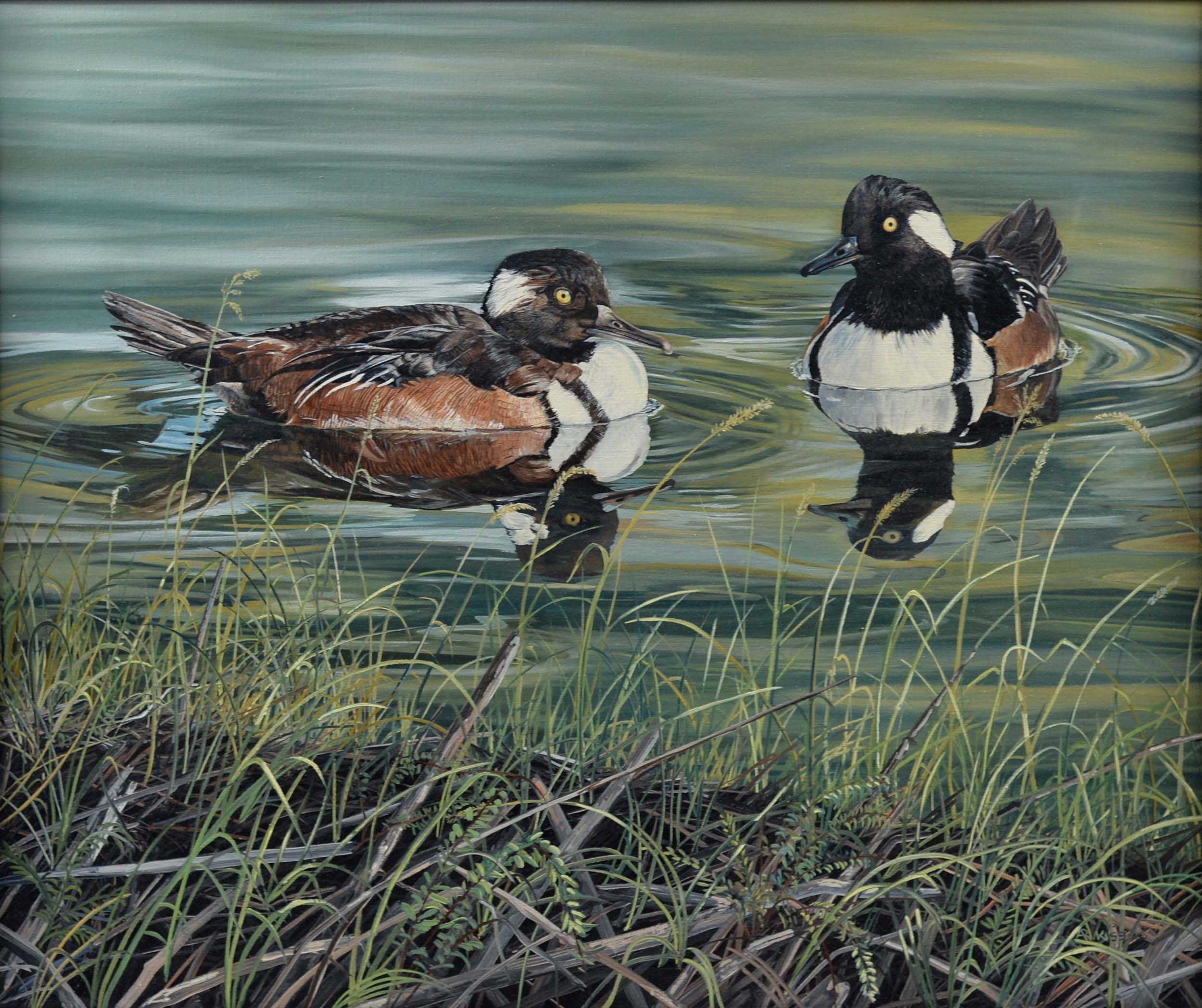 Artwork by Andrew Kiss, Encounter Merganzers, Made of Oil on canvas