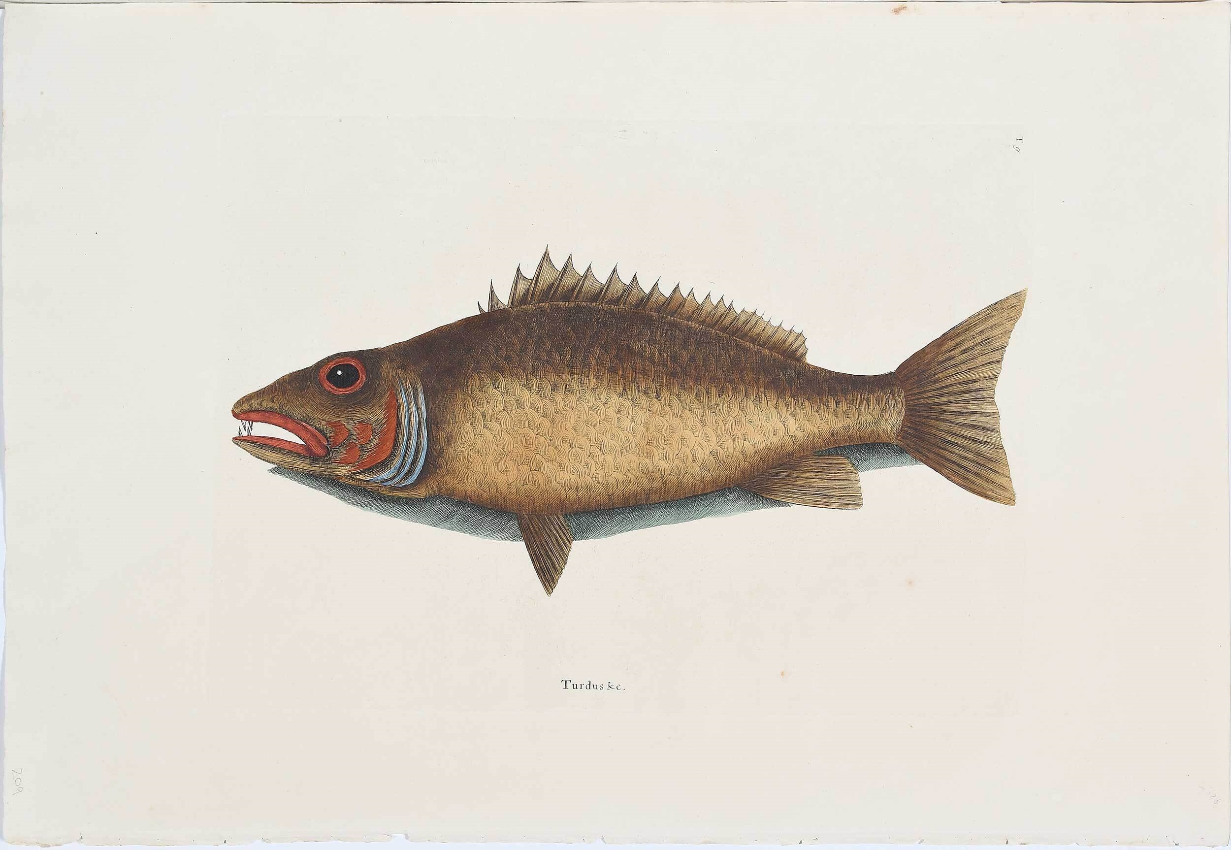 Mark Catesby | EIGHT MARK CATESBY FISH ENGRAVINGS (1812) | MutualArt