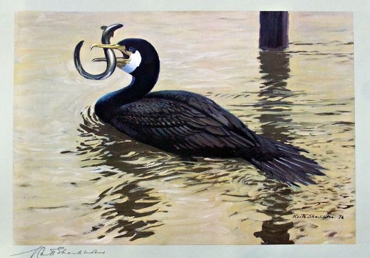 Keith Shackleton | Puffins | MutualArt