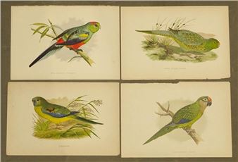 Parrots and parakeets - A.F. Lydon
