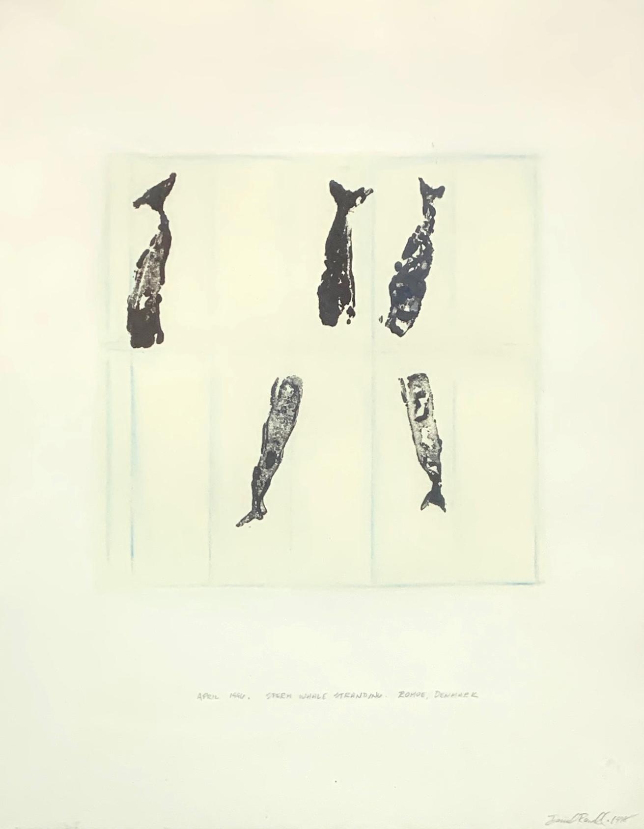 Daniel Ranalli | April 1996, Sperm Whale Stranding, Romoe, Denmark ...