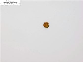 Is this art? McDonald’s cheeseburger pickle flung onto ceiling on sale for NZ$10,000