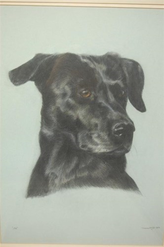 Artwork by Sheena McCall, Sheena McCall - Kipper, Made of pastel