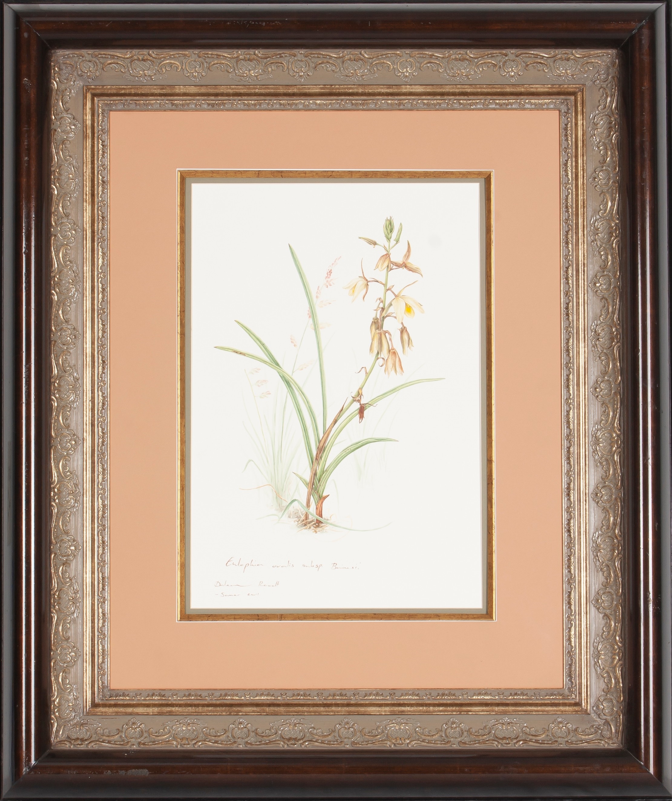 Daleen Rood | Daleen Roodt (South African 20th Century) EULOPHIA OVALIS ...