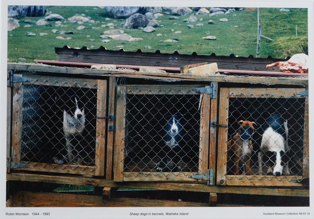 Sheep Dogs in Kennels, Waiheke Island