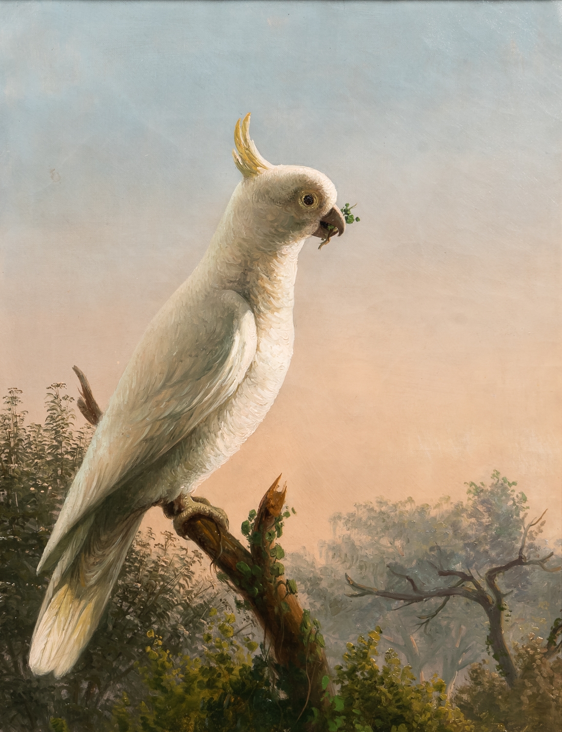 Portrait of a Cockateel