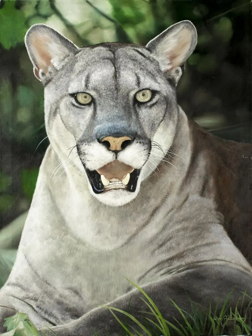 Ron Balaban | Mountain Lion | MutualArt