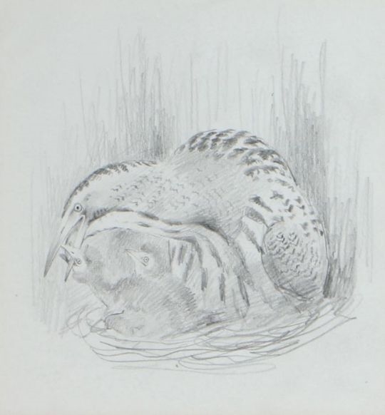 John Cyril Harrison | Bittern and Young | MutualArt
