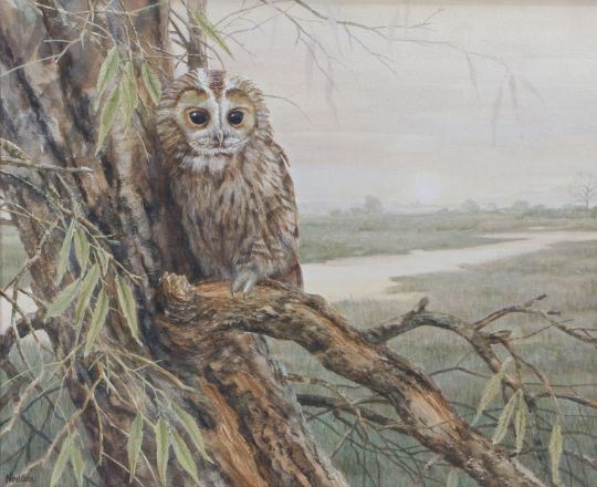 Crack Willow - Tawny Owl by Neil Cox