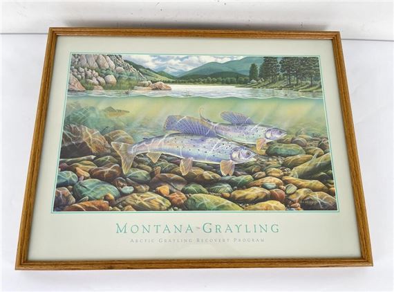 Montana Grayling Recovery Program by Monte Dolack