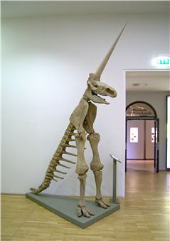 The Odd History of Germany’s “Unicorn” Fossil