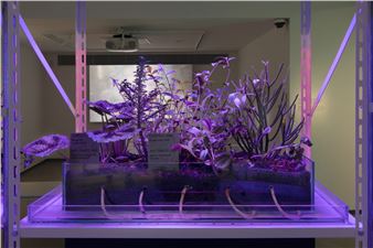 ‘Invasive Species’: An Artist Cultivates a Garden of Racist Plants