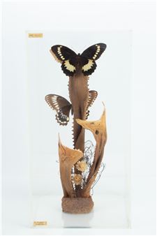 TAXIDERMY BUTTERFLY PAPILIO WEYMERI - Jack Saunders