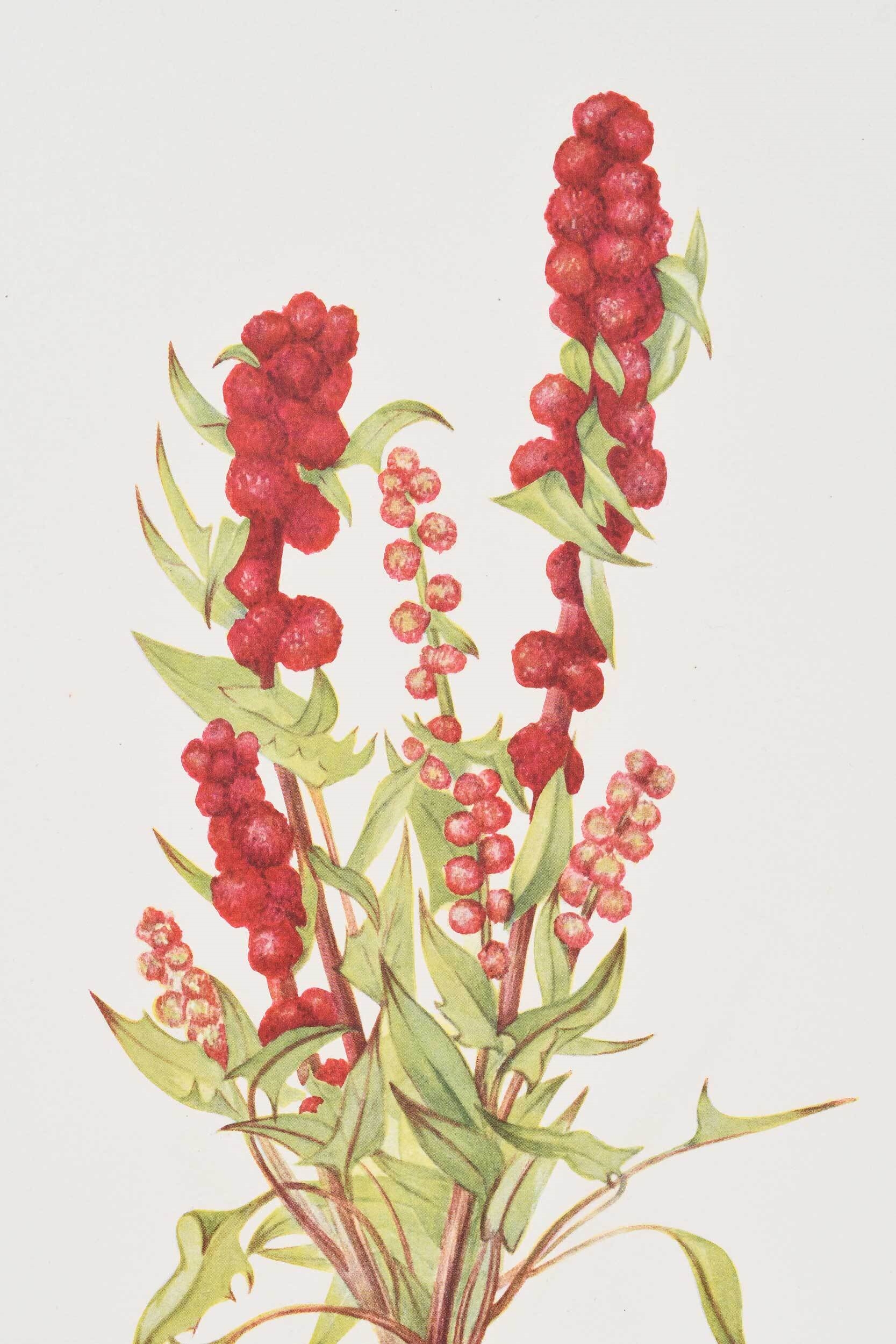 Mary Vaux Walcott Large collection of botanical prints (1925) MutualArt