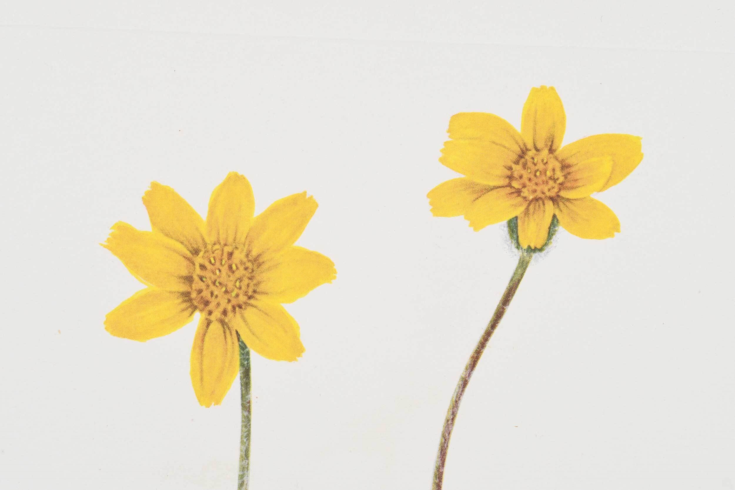 Mary Vaux Walcott Large collection of botanical prints (1925) MutualArt