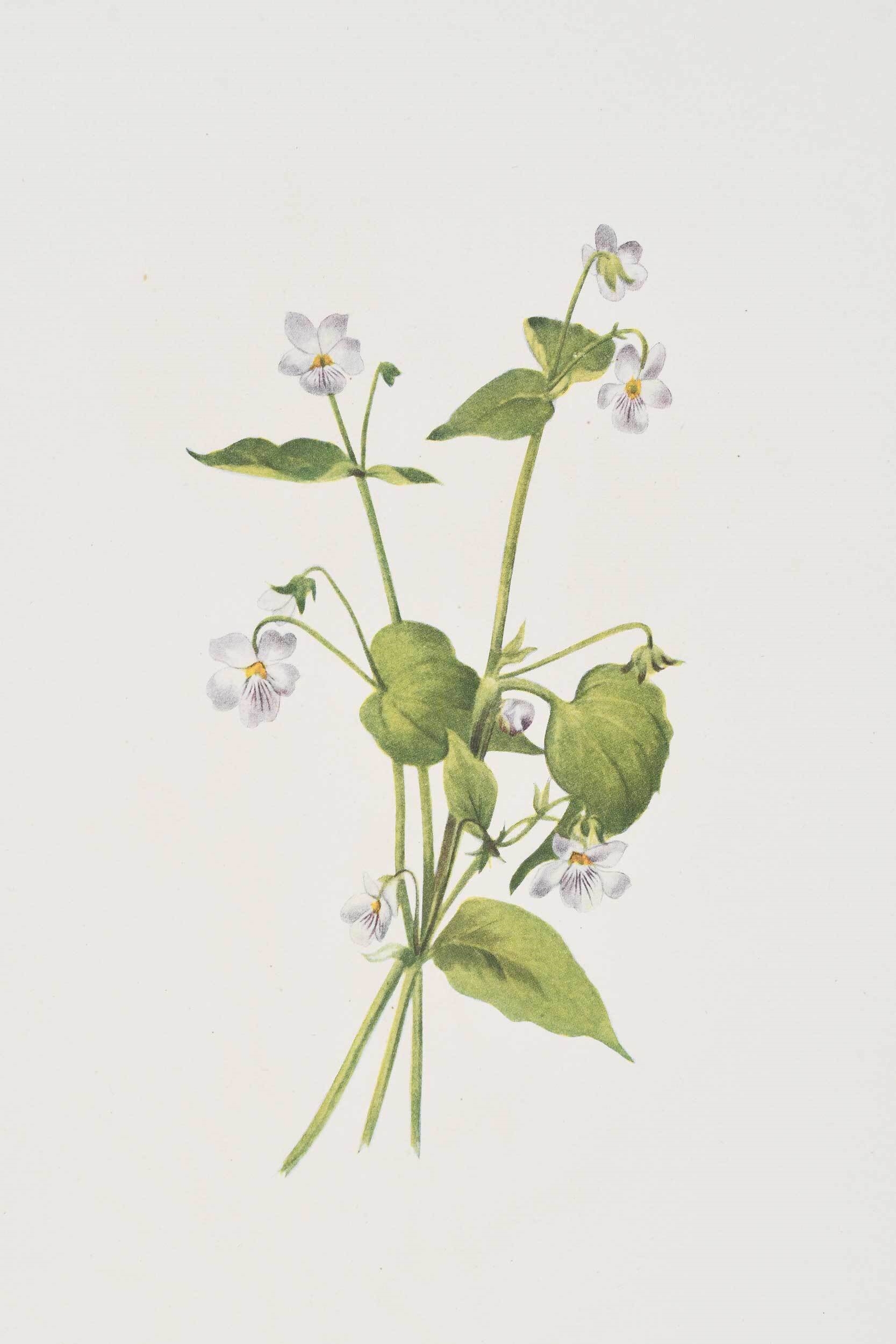 Mary Vaux Walcott Large collection of botanical prints (1925) MutualArt