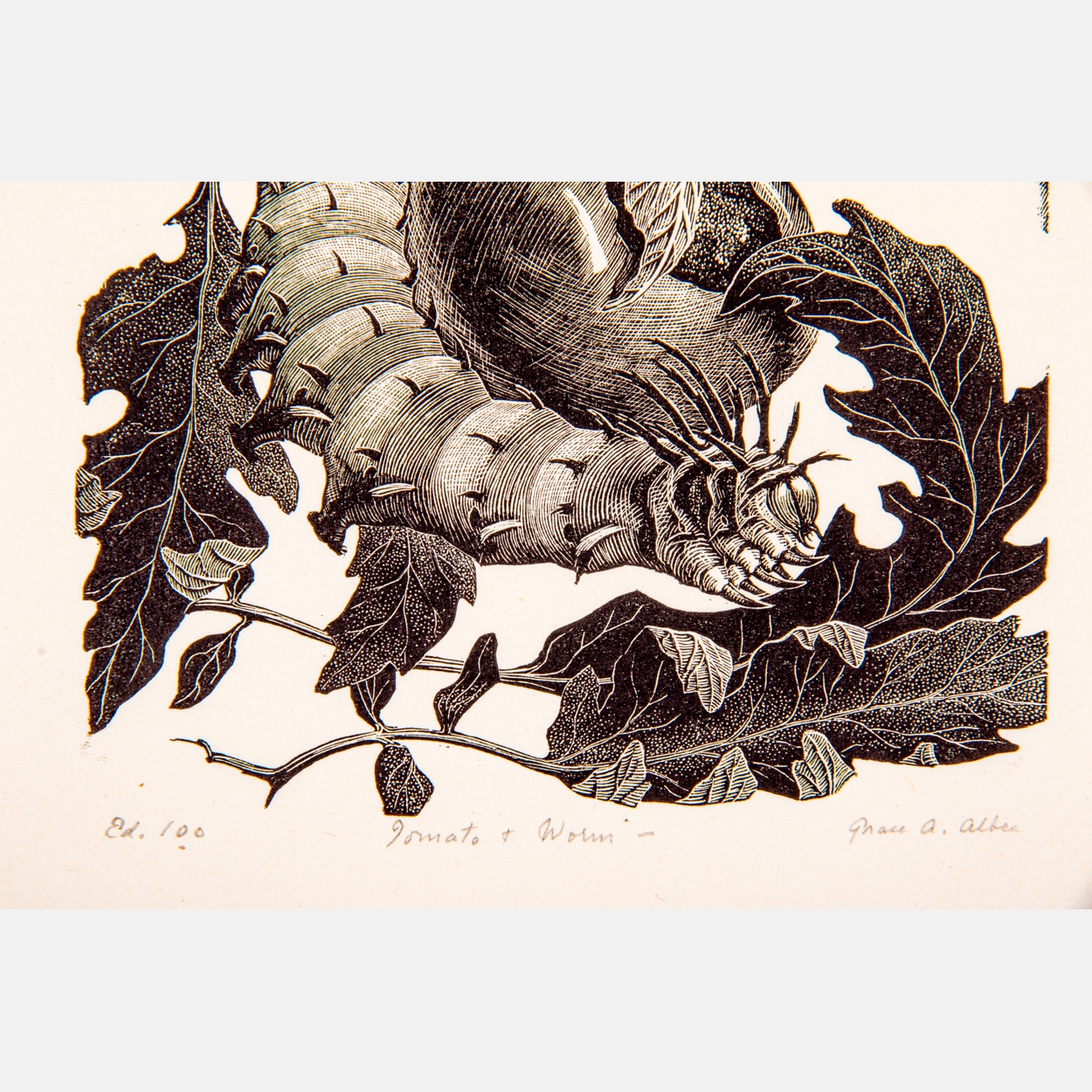 Grace Arnold Albee | Tomato and Worm | MutualArt