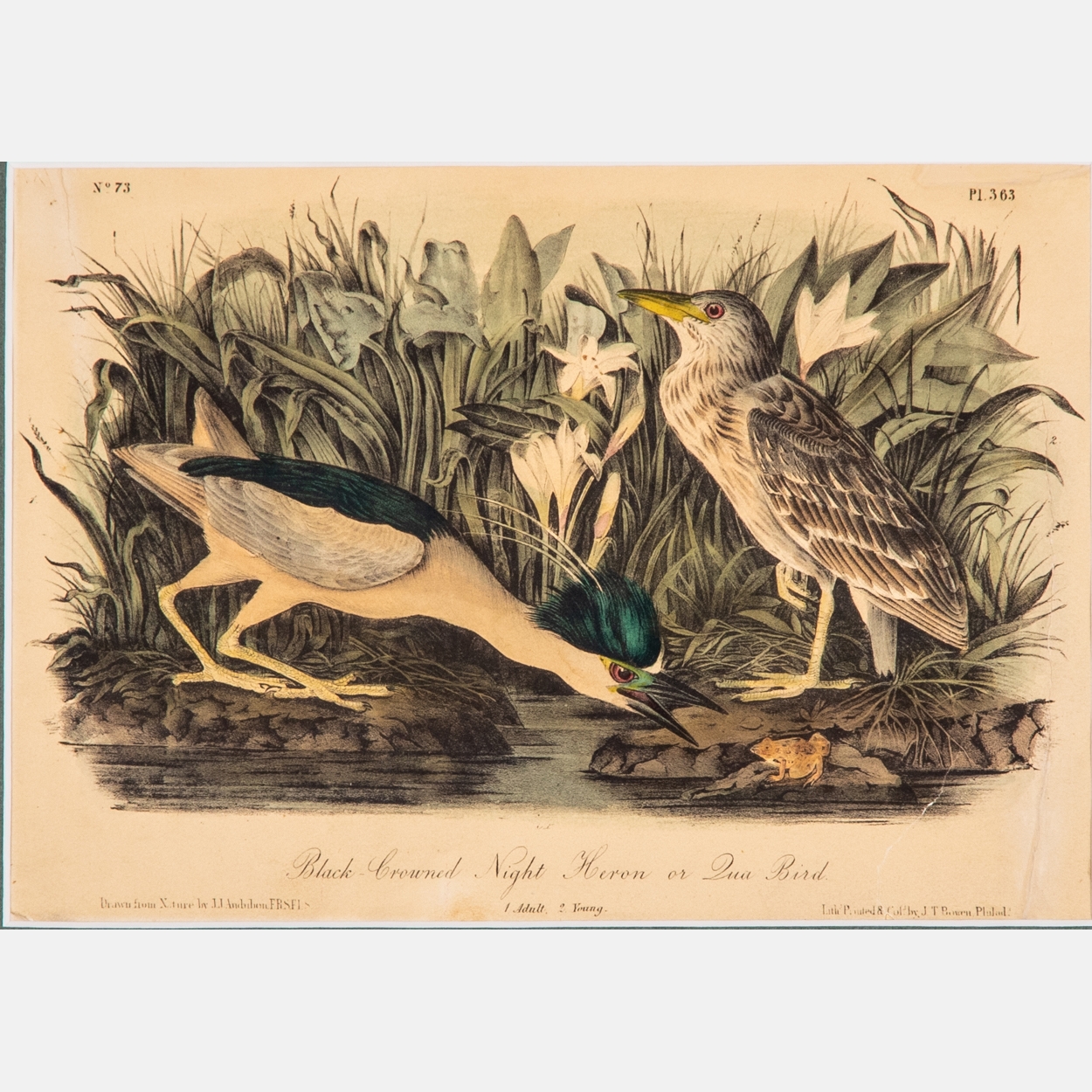 After John James Audubon (1785-1851)Black-Crowned Night Heron or Qua Bird by John James Audubon, 1861