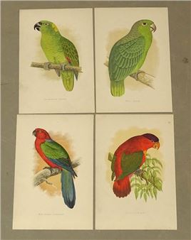 Parrots - William Thomas Greene