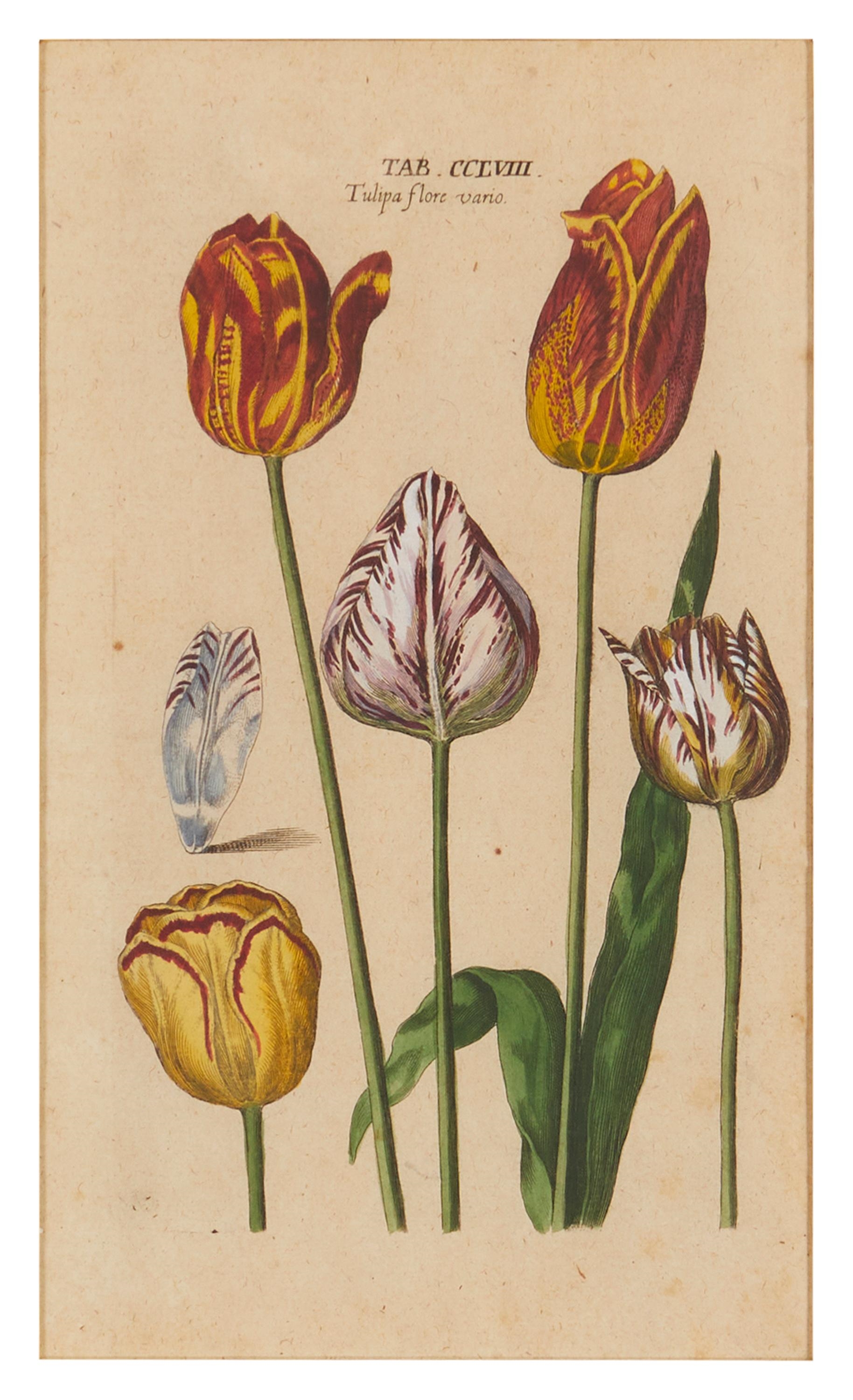 Artwork by Johann Theodor De Bry, "Paonia...;" "Come...;" Tulipa...;" and Fritillaria...,", Made of Engravings with hand coloring