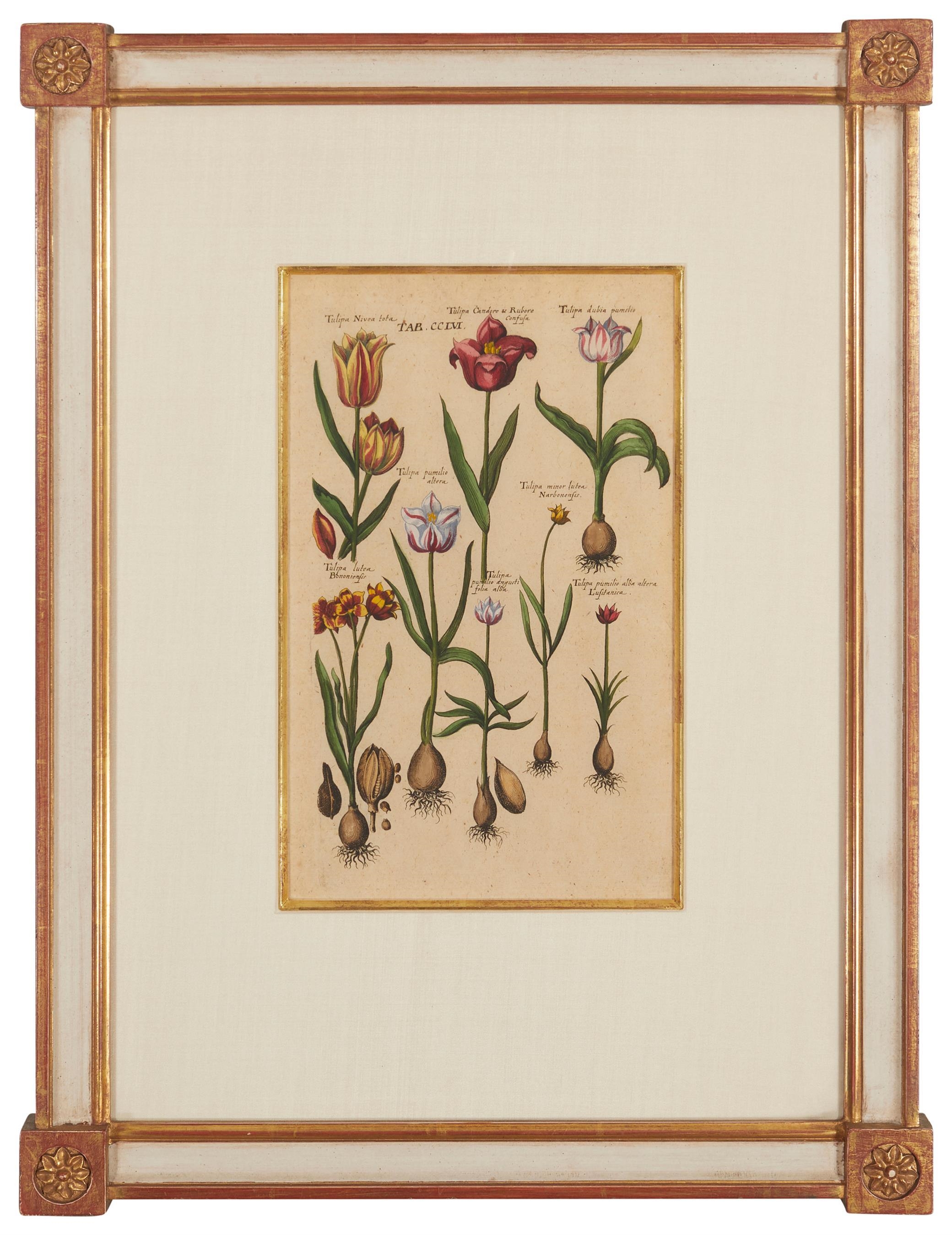 Artwork by Johann Theodor De Bry, "Paonia...;" "Come...;" Tulipa...;" and Fritillaria...,", Made of Engravings with hand coloring