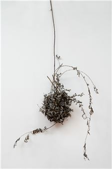 Norman Douglas: Dis is for da Birds - Tanja Grunert Gallery