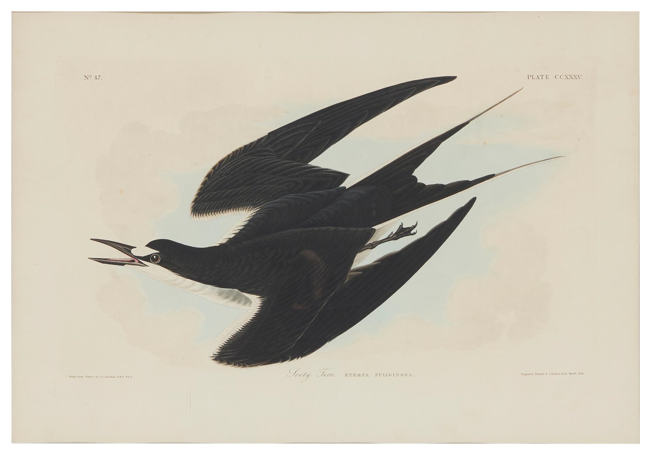 "Sooty Tern," Plate CCXXXV from "Birds of America," by by John James Audubon, circa 1834