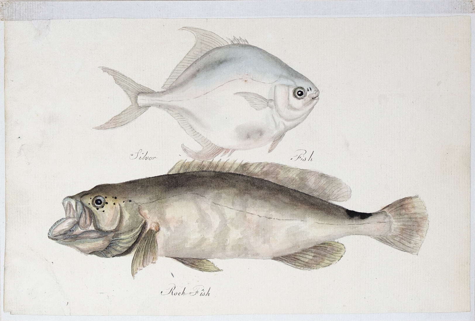 George Heriot | Silver Fish and a Rock Fish | MutualArt