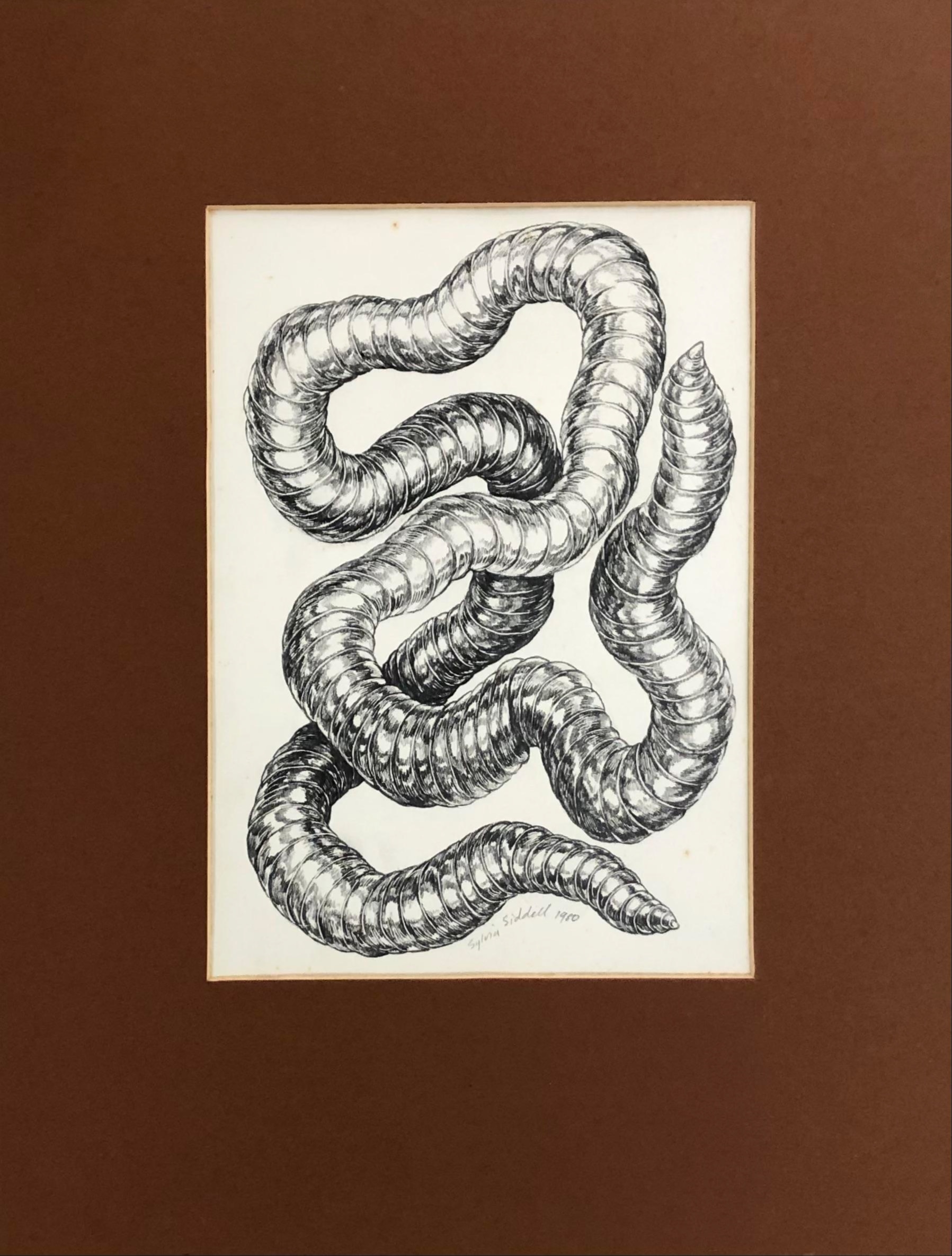 Sylvia Siddell | Worm Study (1990) | MutualArt