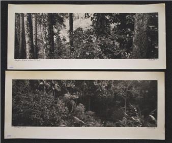 Views of the forest - Wesley Stacey